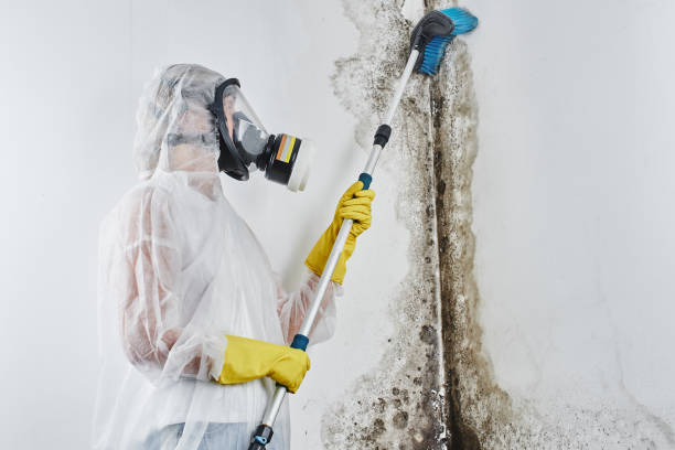 Best Basement Mold Remediation in Avalon, CA